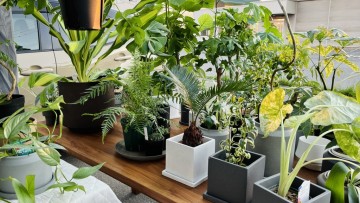 植物　富山　インテリア　